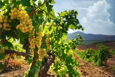 В Феодосии отметят юбилей праздника урожая и молодого вина